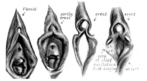 atlas of human anatomy diagram of erect clitoris glans at different arousal and stages of engorgement
