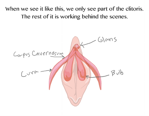 the clitoris is embedded in the vagina and vulva