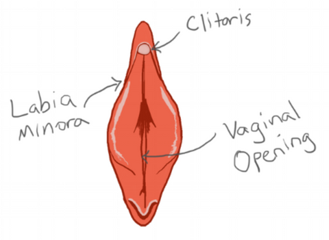 Clitiris, Labia minora & Vaginal opening