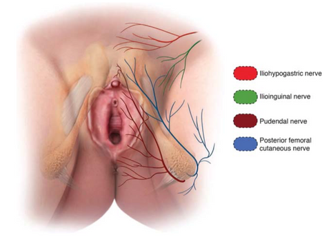 the entire clitoral, vaginal, and urethral region is highly innervated