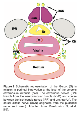 The g-spot, the broader vaginal structure, the clitoris and more