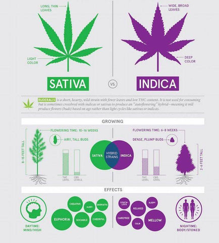 Indiva vs. Sativa