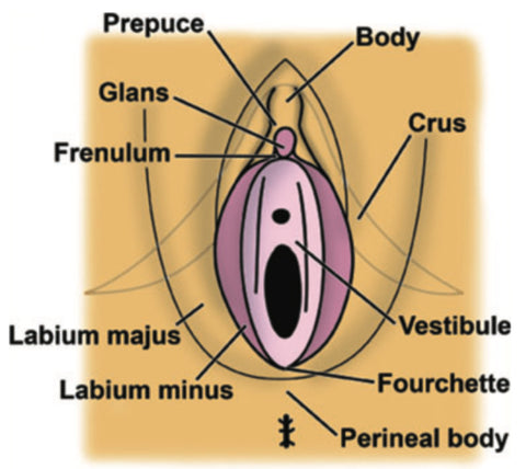 Labeled diagram of the vulva and vagina from O'Connell 2005