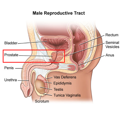 male prostate, labeled; makes it hard to have a female prostate based on the specific defintion