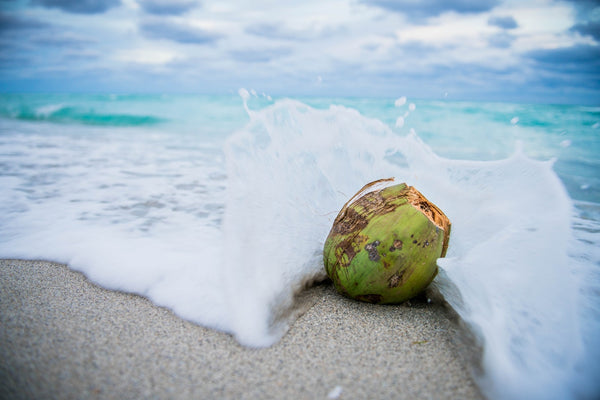 Coconut by the water