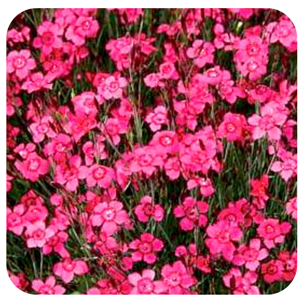 Dianthus Deltoides Confetti Carmine Rose - Davenport Garden Centre