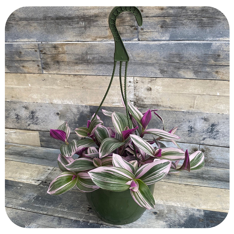 wandering jew nanouk care