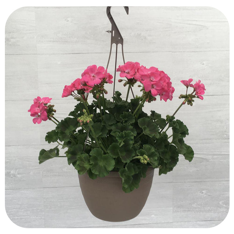 Geranium Hanging Baskets Pink Davenport Garden Centre