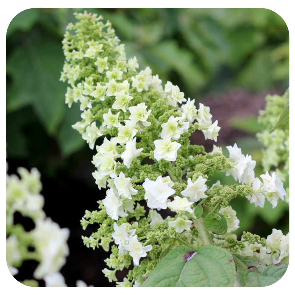 Image of Gatsby Star Hydrangea in a flower arrangement