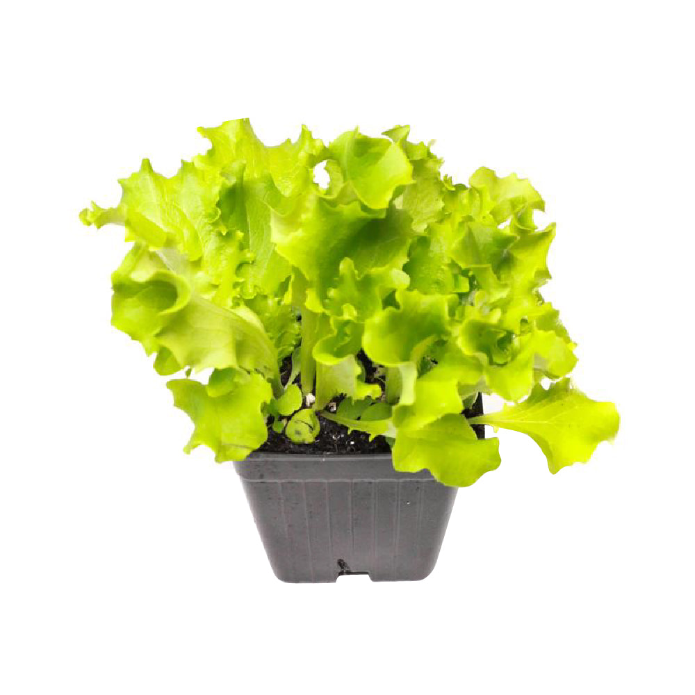 artisan romaine lettuce