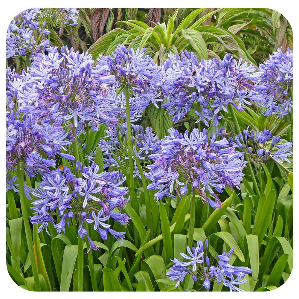 Agapanthus - Davenport Garden Centre