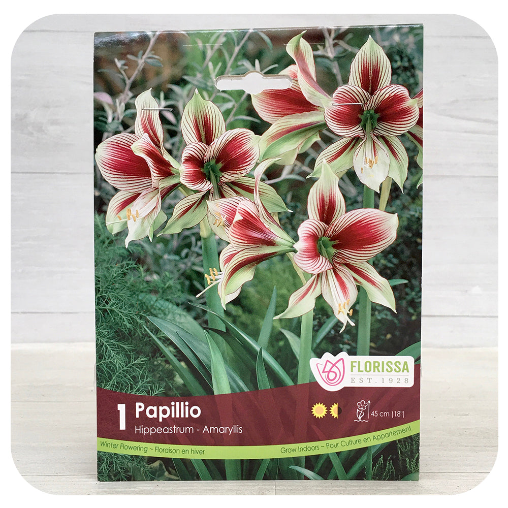 Amaryllis Papillio Davenport Garden Centre