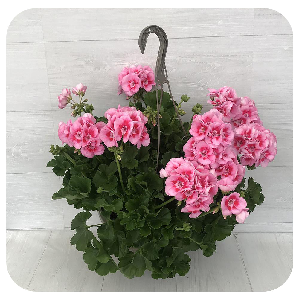 Geranium Hanging Baskets Two Tone Pink Davenport Garden Centre