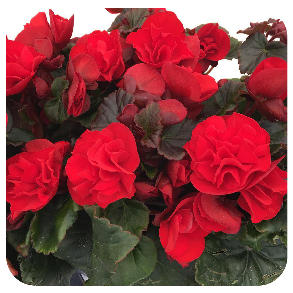 Begonia - Rieger - Davenport Garden Centre