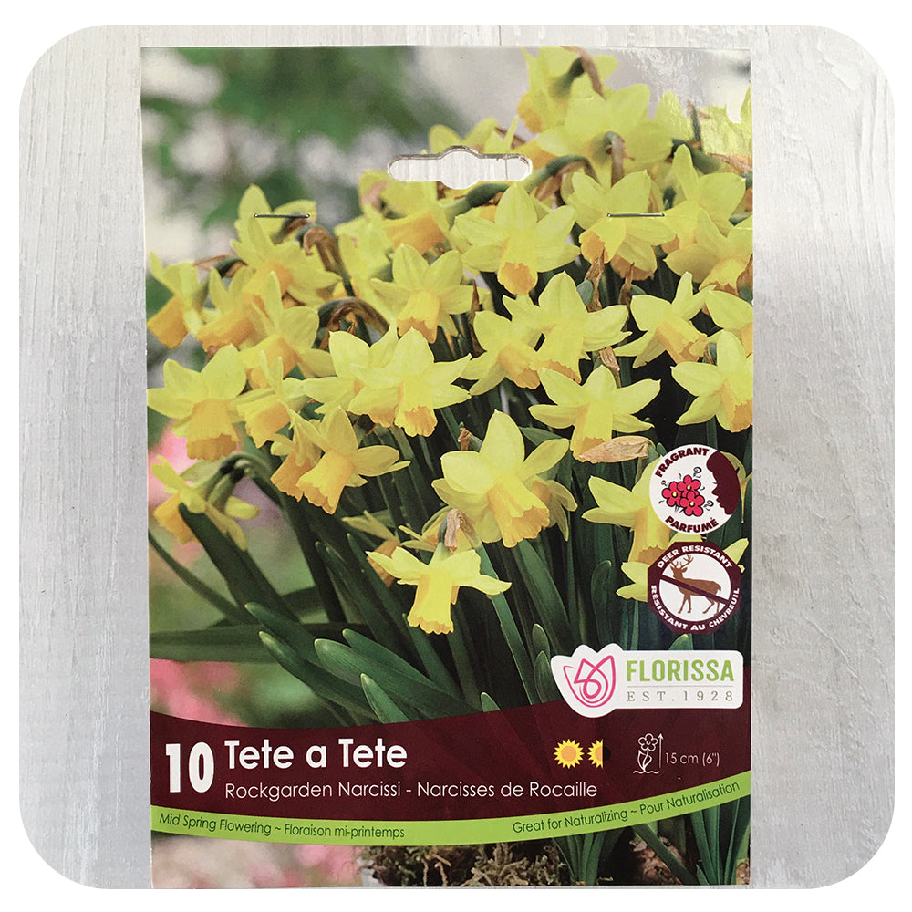 Daffodil 'Tete-a-Tete' (Narcissus) - Davenport Garden Centre