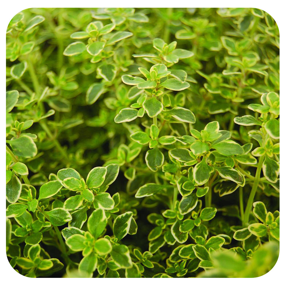 lemon thyme