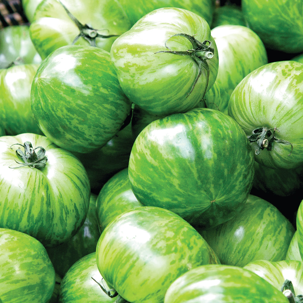 green zebra tomato size