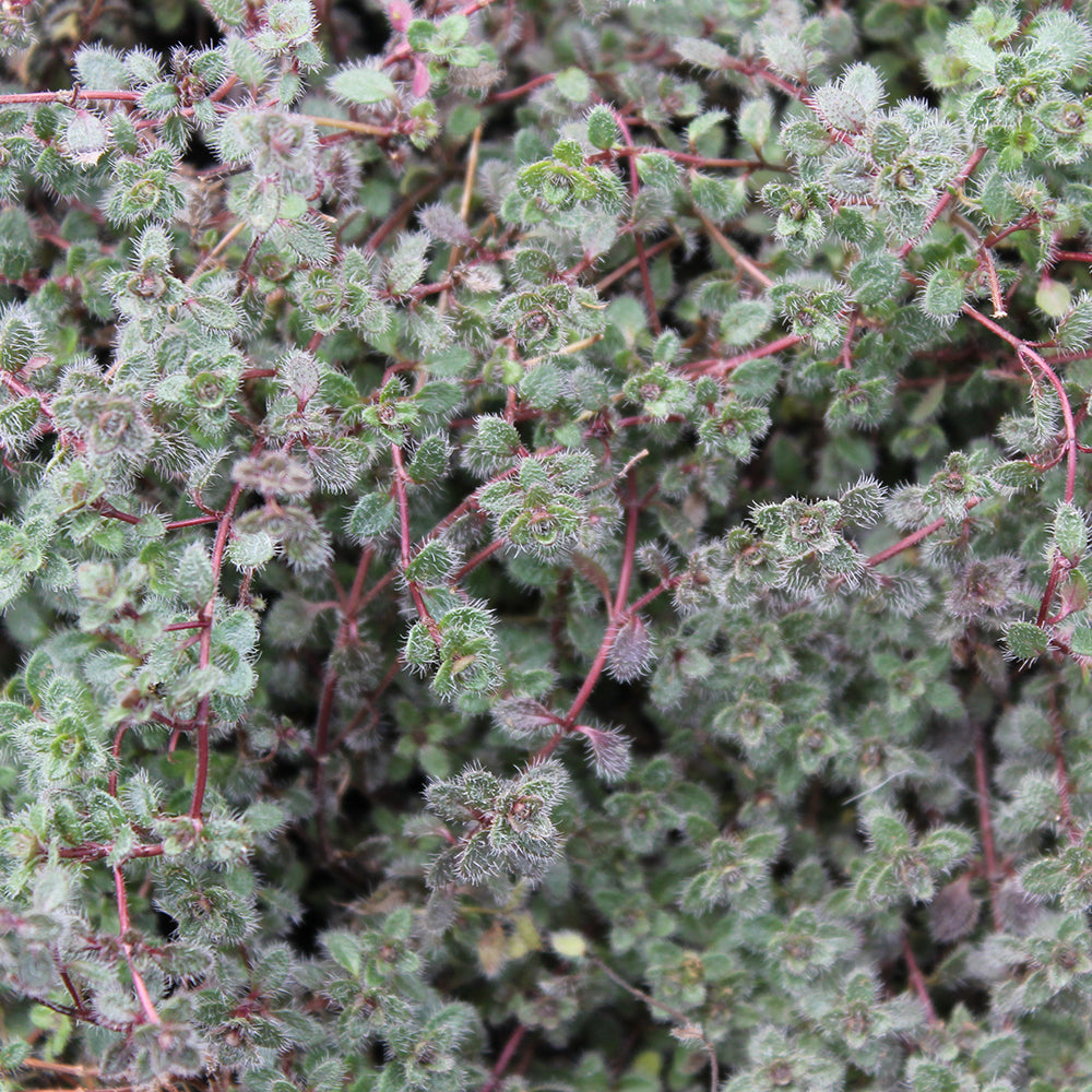 woolly thyme thymus pseudolanuginosus