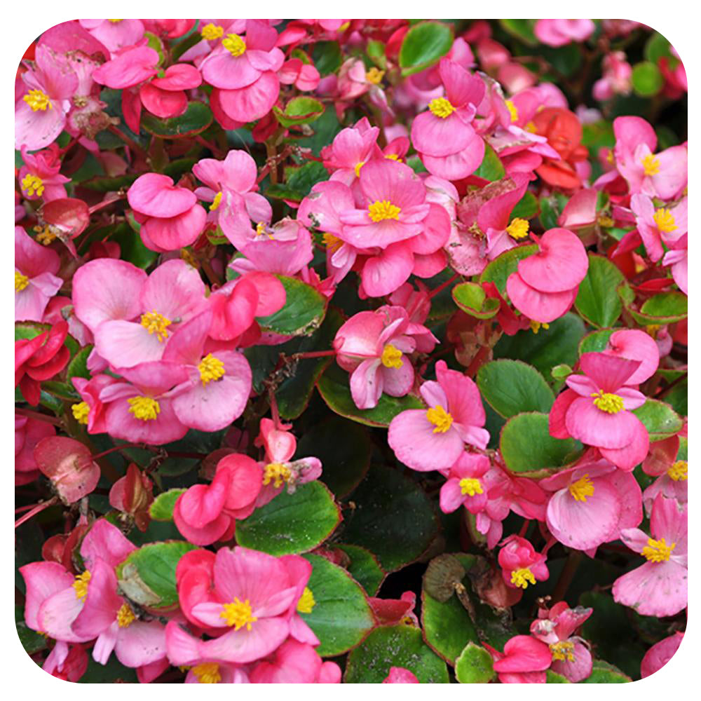 wax begonia varieties