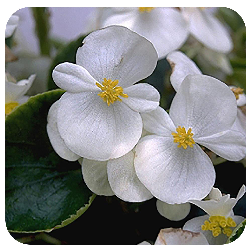 Begonia - Fibrous (Wax Begonia) - Davenport Garden Centre