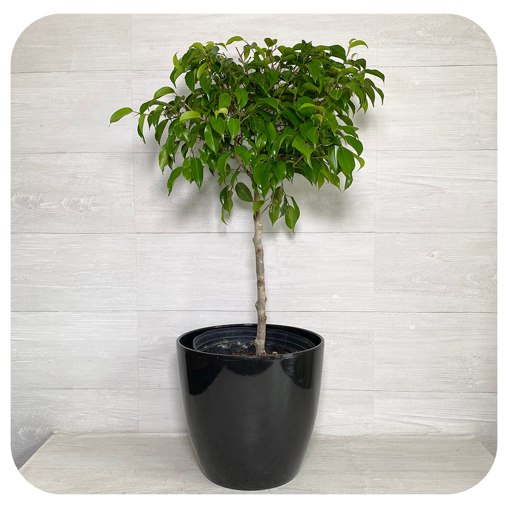 Ficus Benjamina Standard (Tree Form) - Davenport Garden Centre