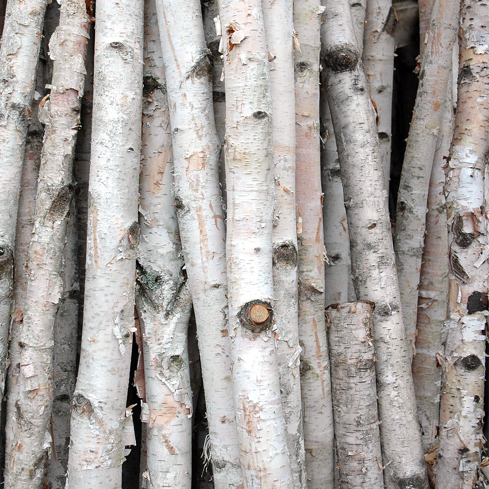 Birch Poles - Davenport Garden Centre