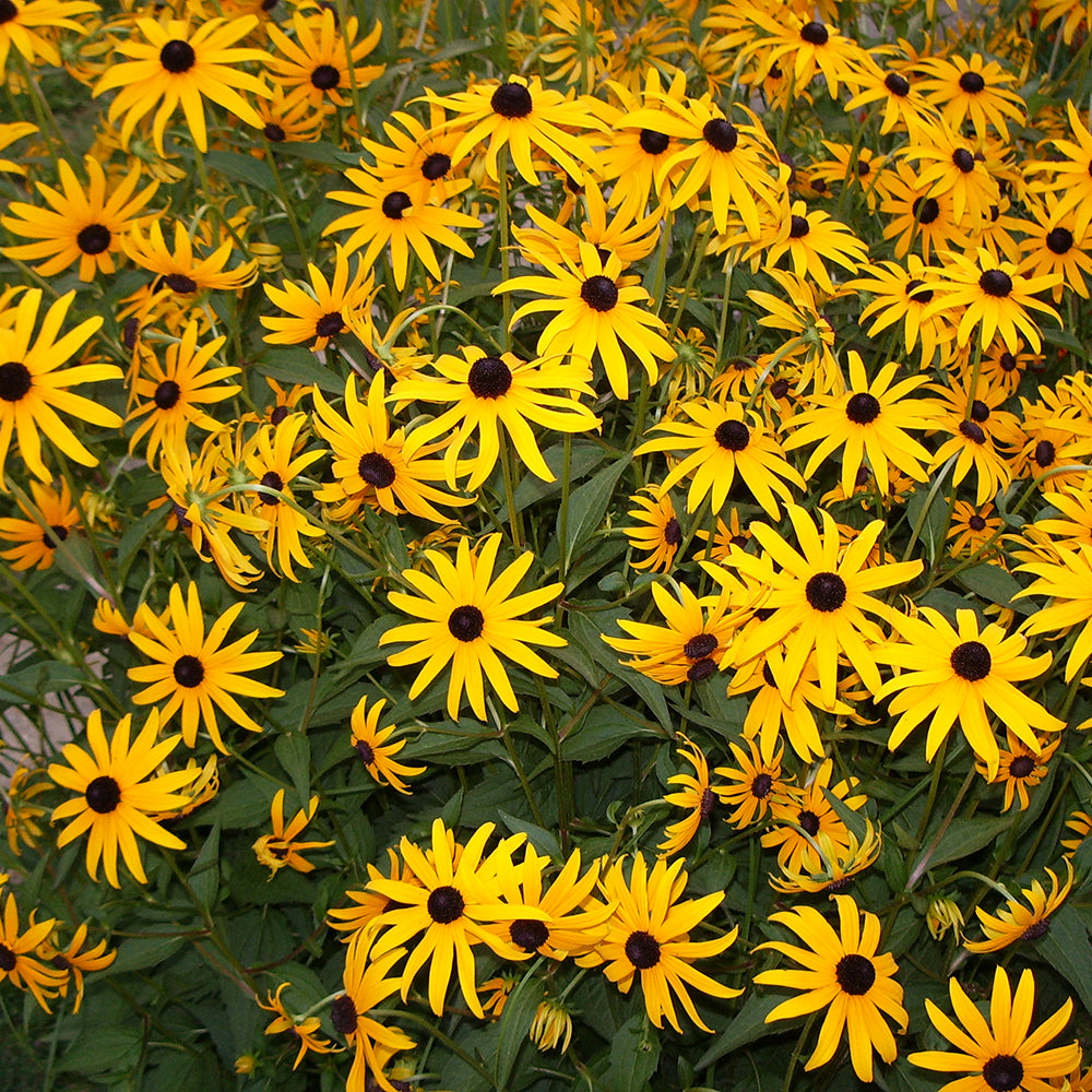 BlackEyed Susan (Rudbeckia Fulgida) Goldsturm Variety Davenport