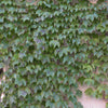 Boston Ivy  (Parthenocissus tricuspidata 'Veitchii')