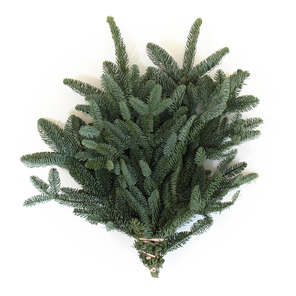 noble fir needles