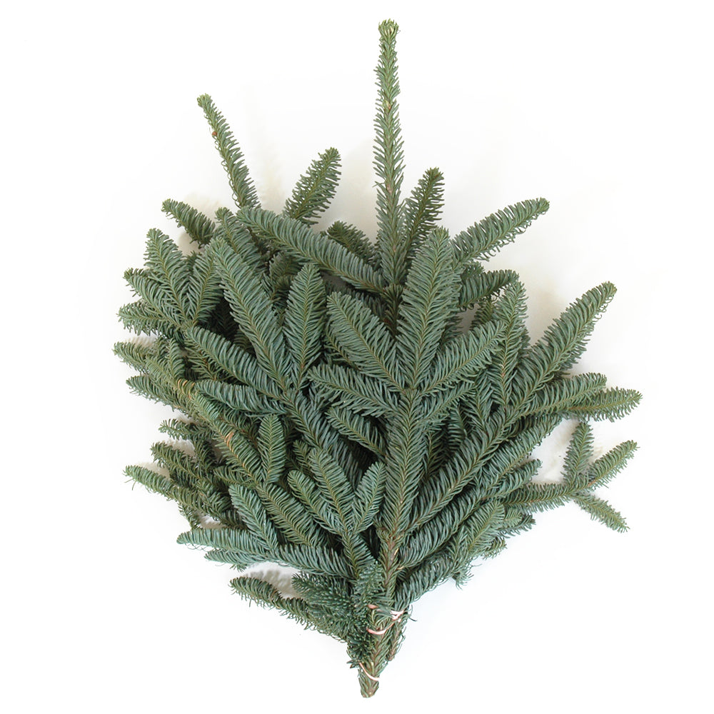 noble fir needles