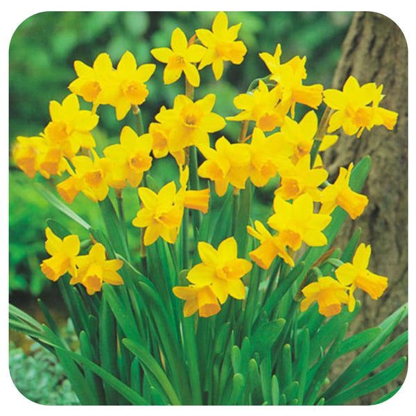 Mini Daffodil Tete-a-Tete (Narcissus “Tete-aTete”) - Davenport Garden Centre