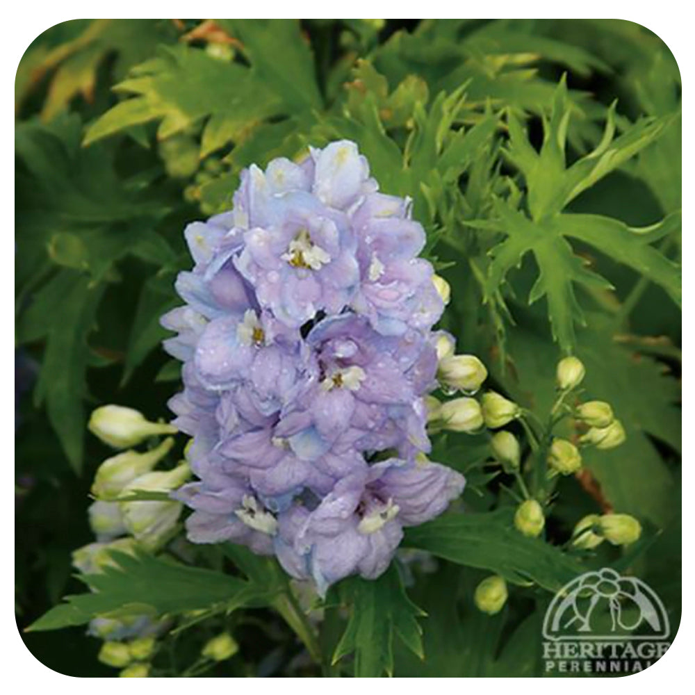 Delphinium ‘guardian Lavender Davenport Garden Centre 0651