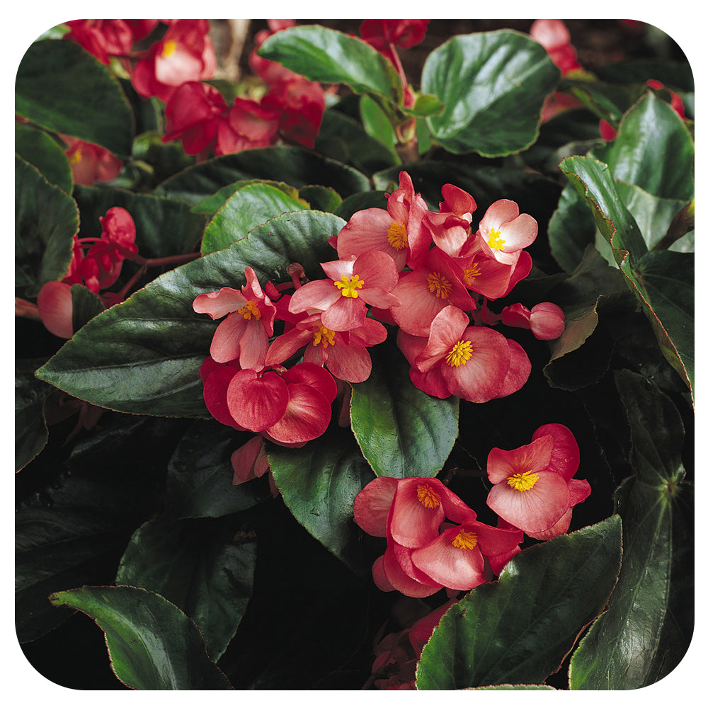 Begonia 'Dragon Wing' - Davenport Garden Centre