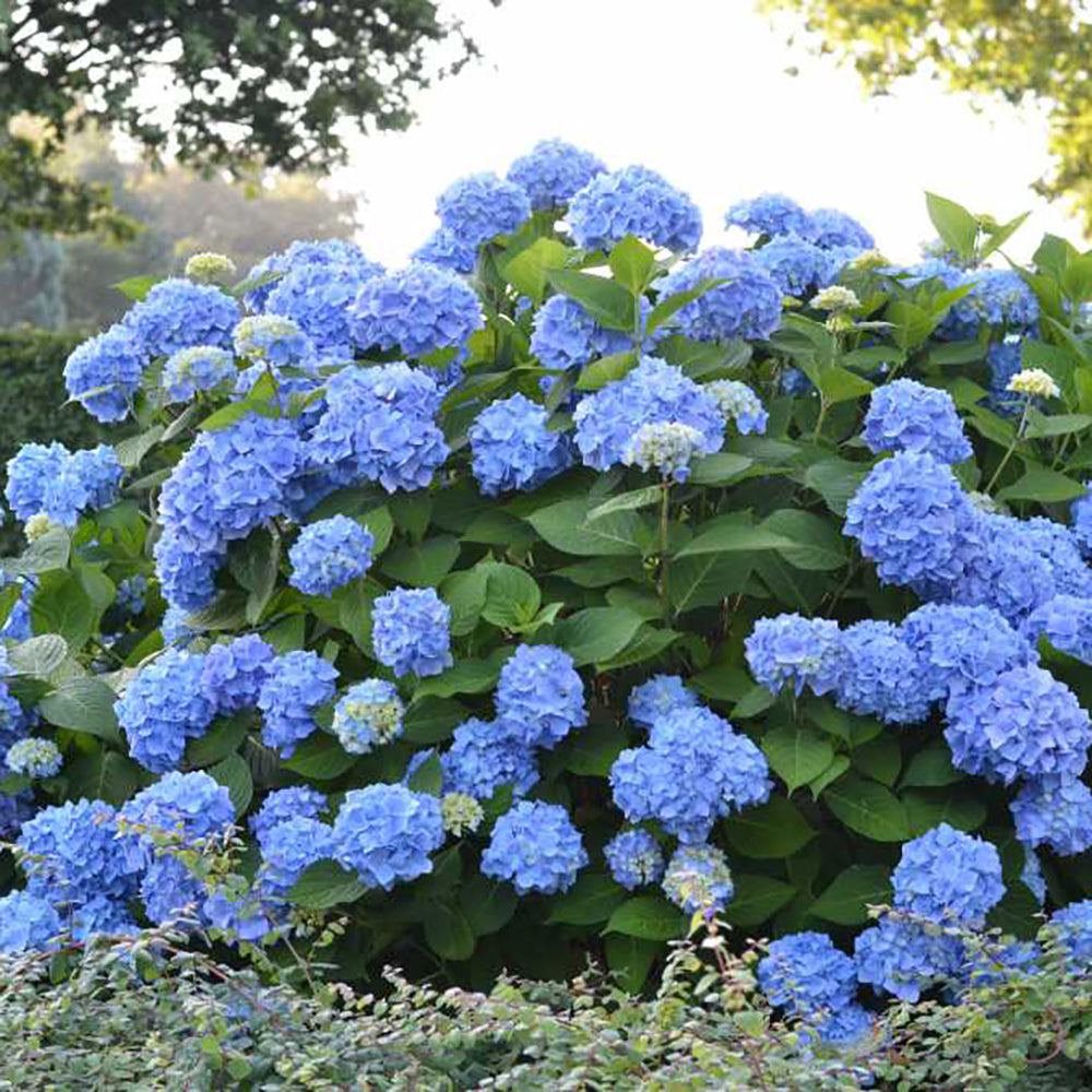 Image of Blue conical hydrangea