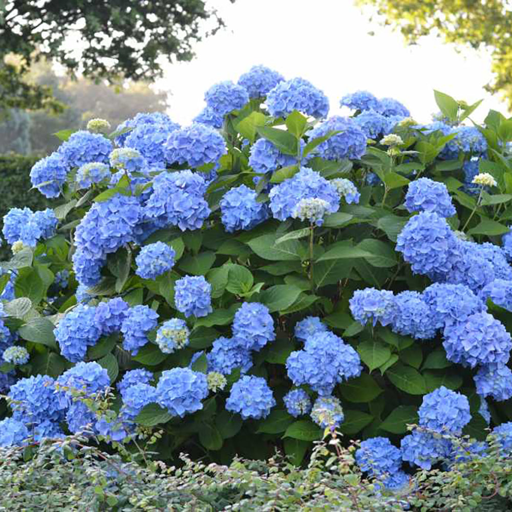 Image of Hydrangea macrophylla Endless Summer full sun hydrangea