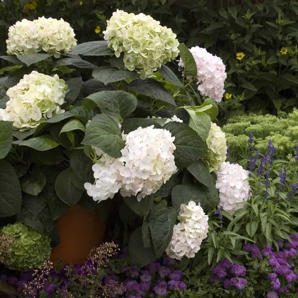 Image of Blushing bride hydrangea garland