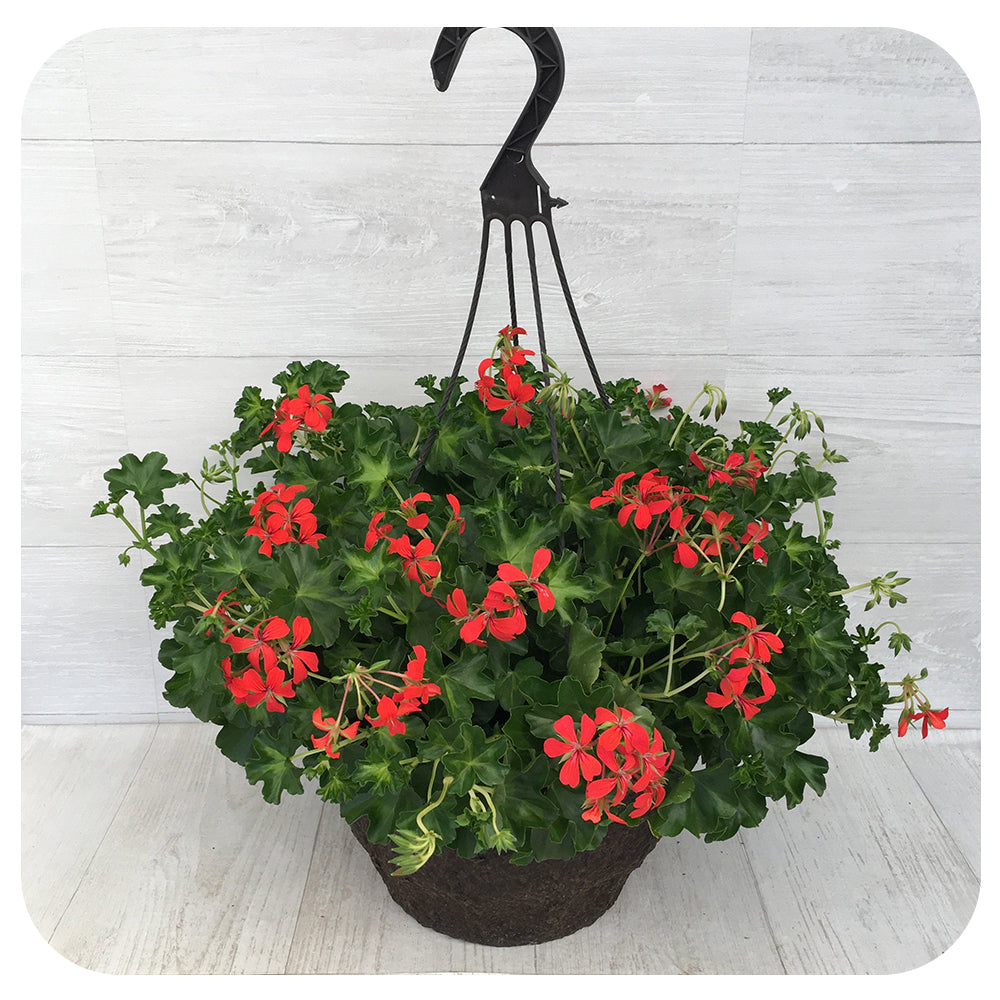 Ivy Geranium Hanging Basket Mini Cascade Red Davenport Garden Centre