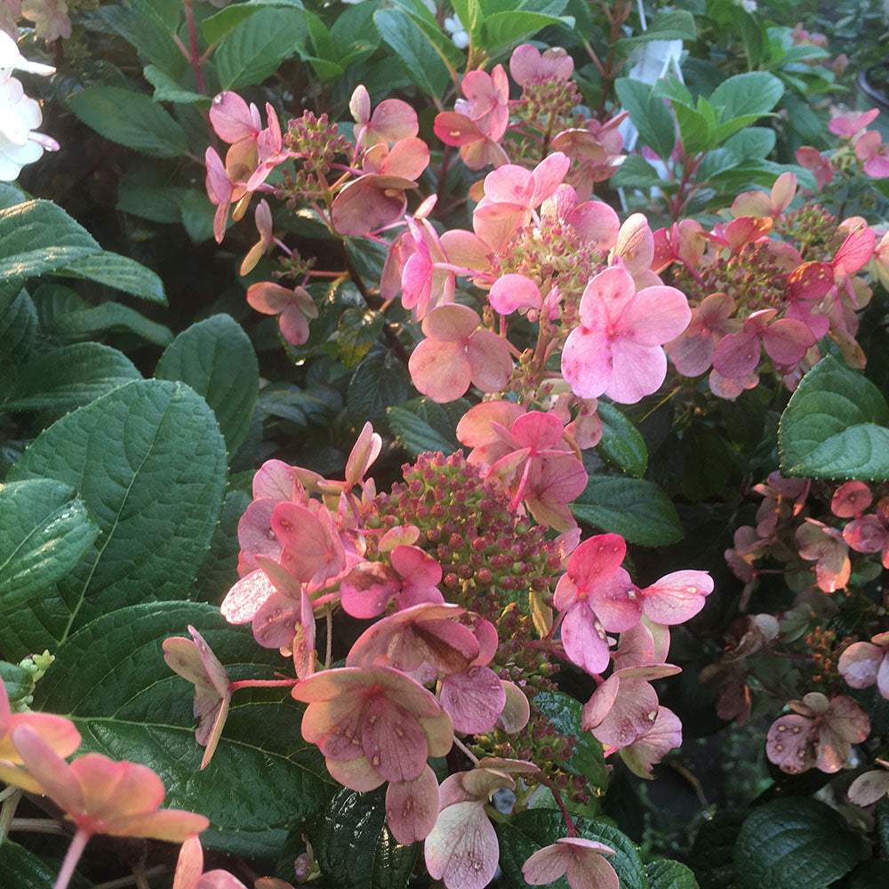 little quickfire hydrangea