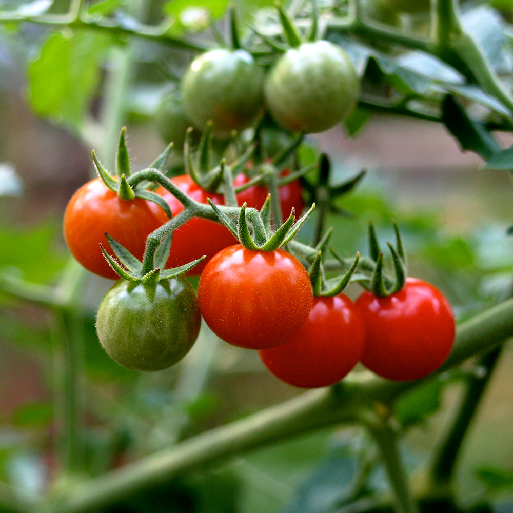 Cherry Tomato Matt's Wild (Organic) - Davenport Garden Centre
