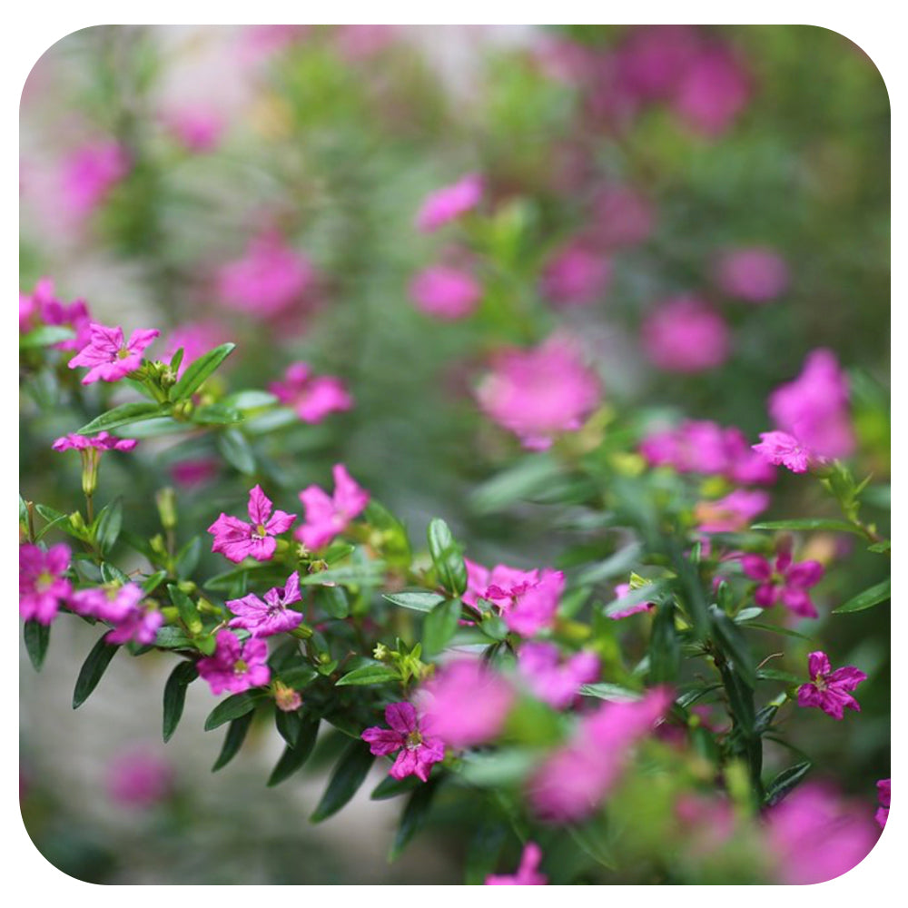 Mexican Heather - Davenport Garden Centre