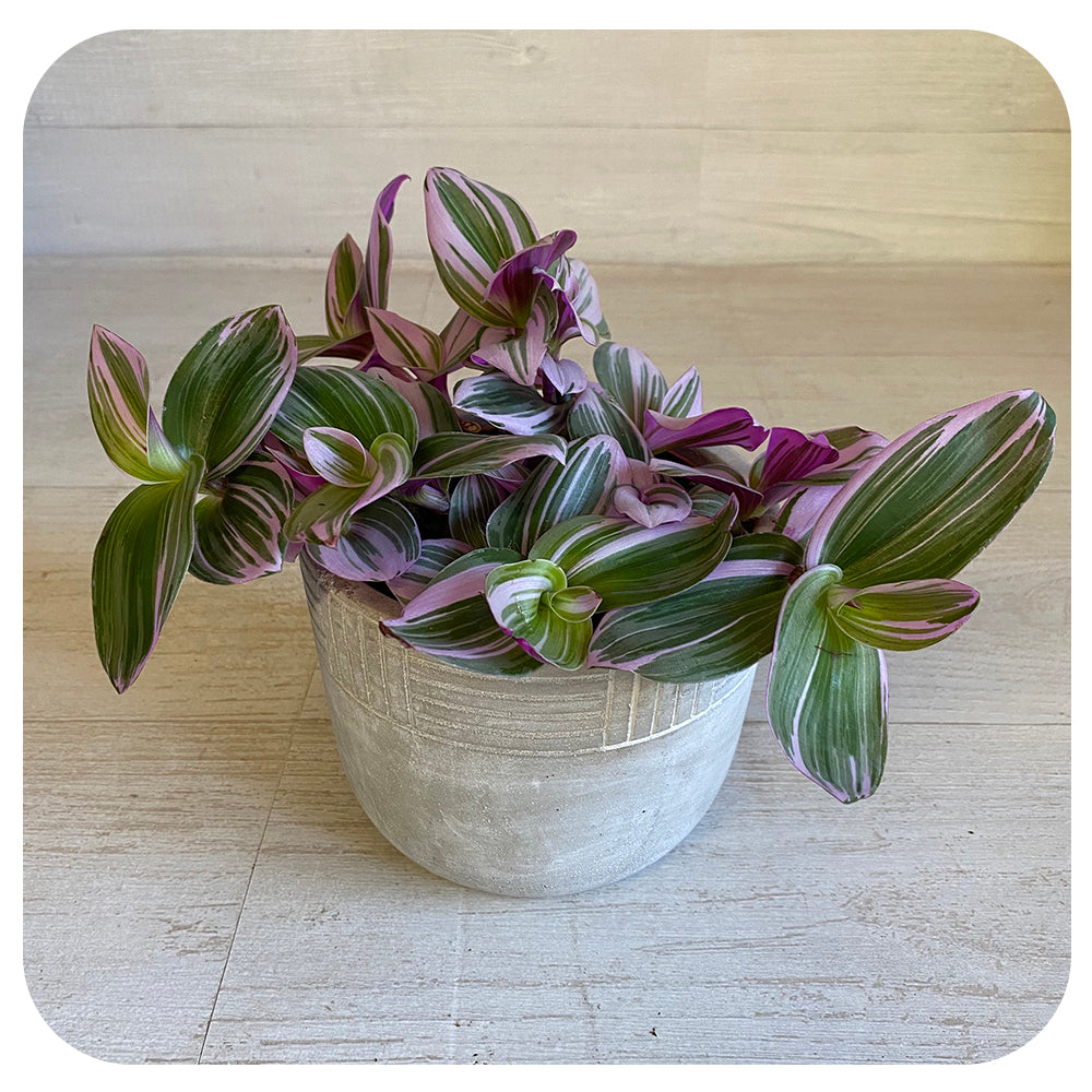 Purple Zebra Plant 'Nanouk' - Davenport Garden Centre