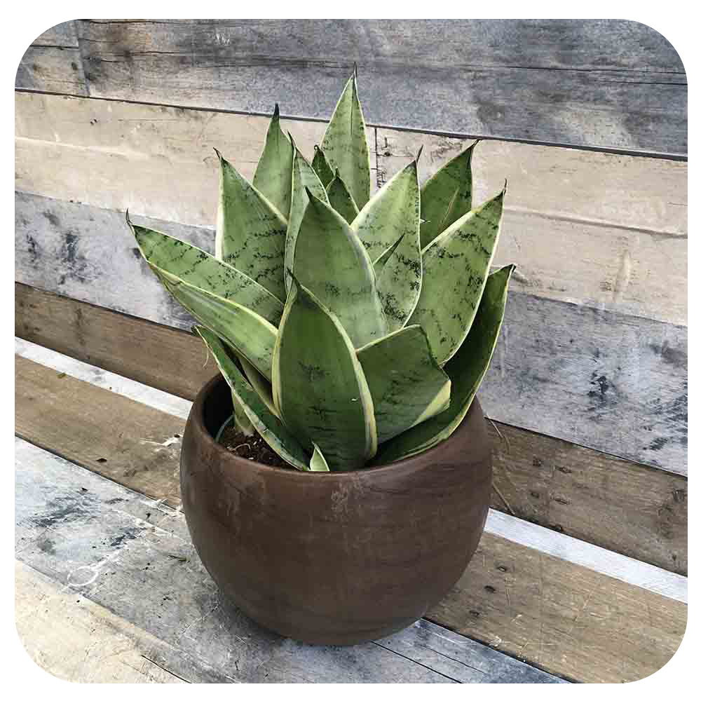 night owl sansevieria height