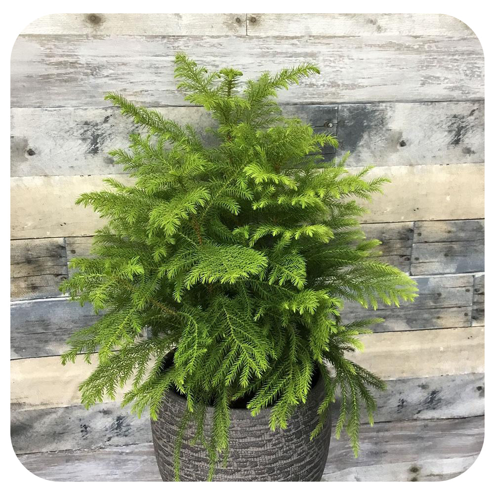 Norfolk Island Pine Araucaria Heterophylla Davenport Garden Centre