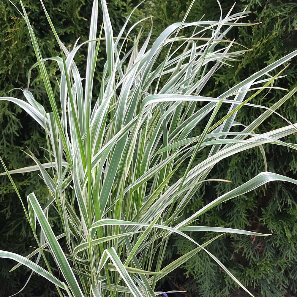 Feather Reed Grass ‘overdam Calamagrostis × Acutiflora ‘overdam Davenport Garden Centre