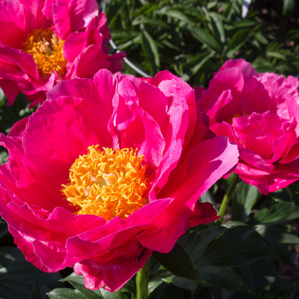 Peony 'Paula Fay' - Davenport Garden Centre