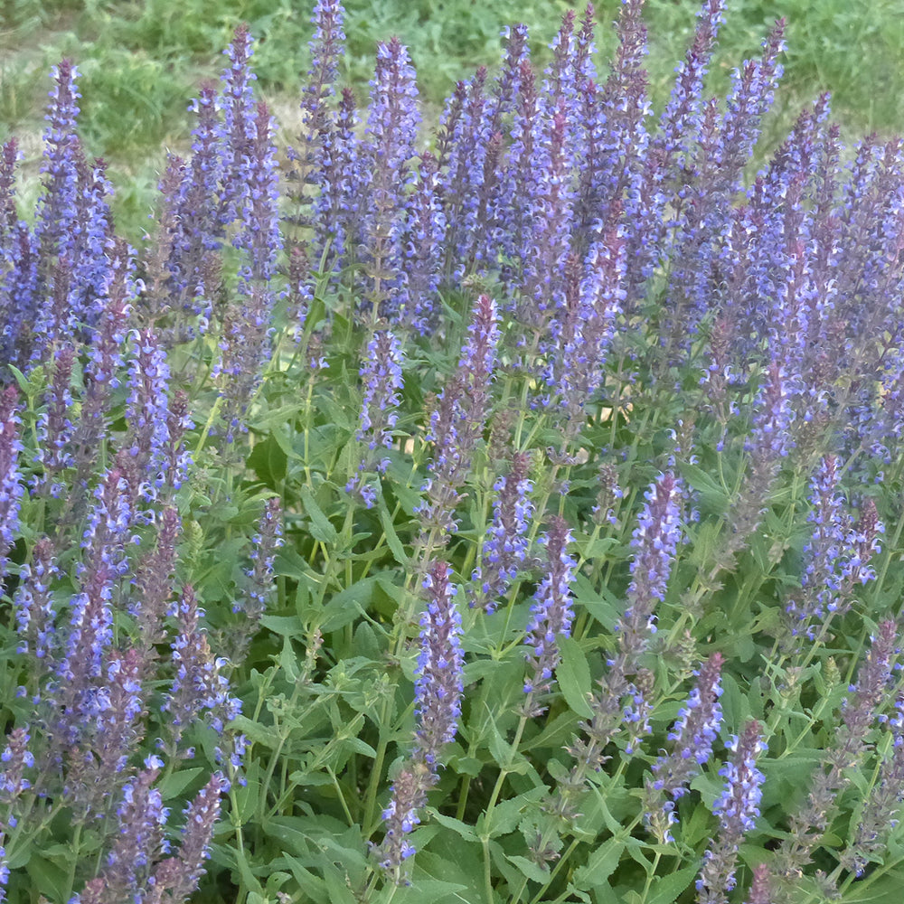 Image of Salvia perennial