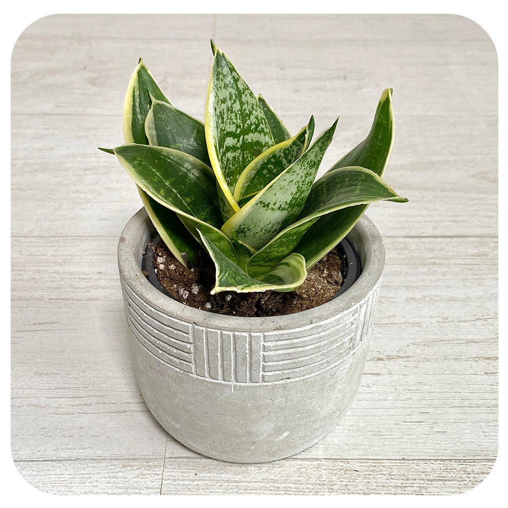 night owl sansevieria