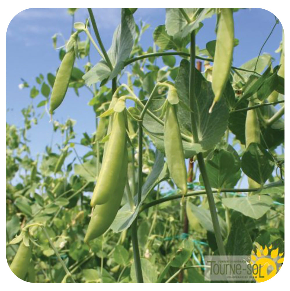 Sugar Snap Pea 'Sugaree' Seeds Davenport Garden Centre