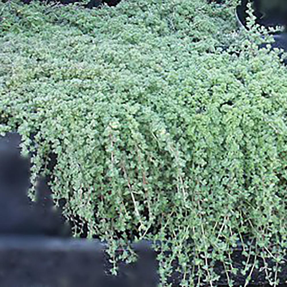 wooly creeping thyme