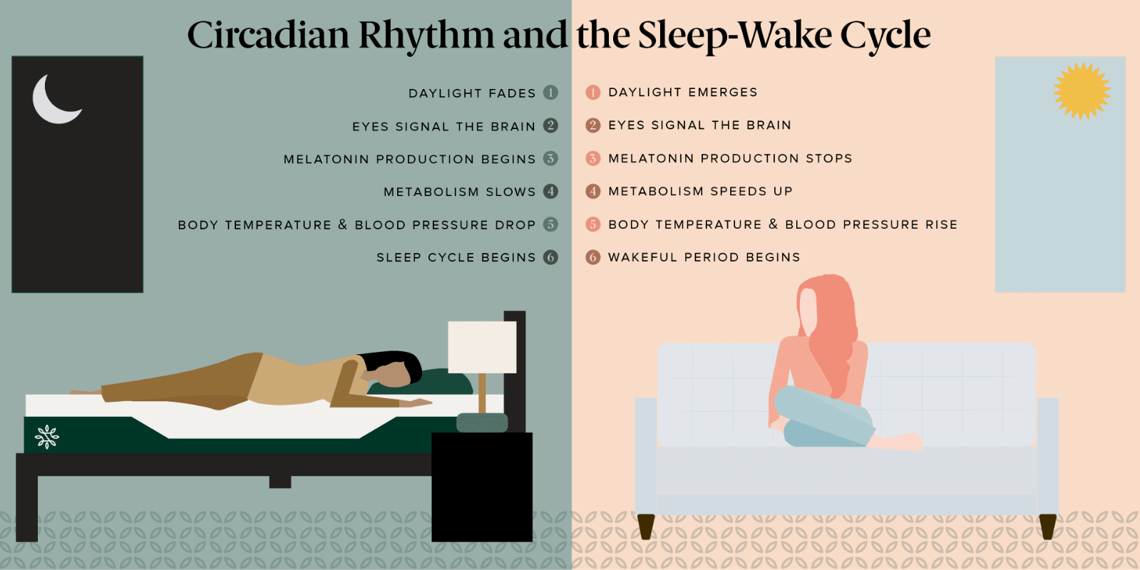 circadian rhythm and the sleep wake cycles